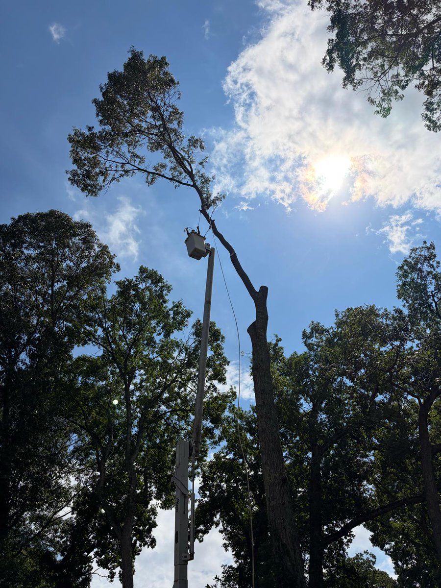 GeorgesTre52712's tweet photo. 🌳✨ Keep Your Trees Healthy, Safe, And Beautiful!
From tree removal to pruning and shaping, our team is ready to help protect and enhance your landscape.
📍 Lake Huntington, NY
📞 631-457-0622 Principal
📞 631-923-1456 Office
📧 Georgestreeservice75@yahoo.com
#TreeServices https://t.co/s67GNaNki6