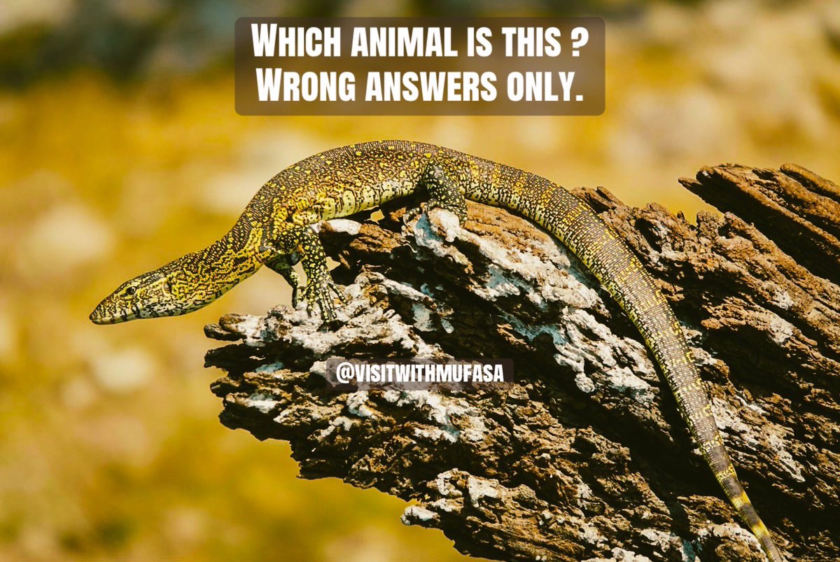 visitwithmufasa's tweet photo. I’ll start first : It’s a crocodile ! https://t.co/GJzbRqXIBE