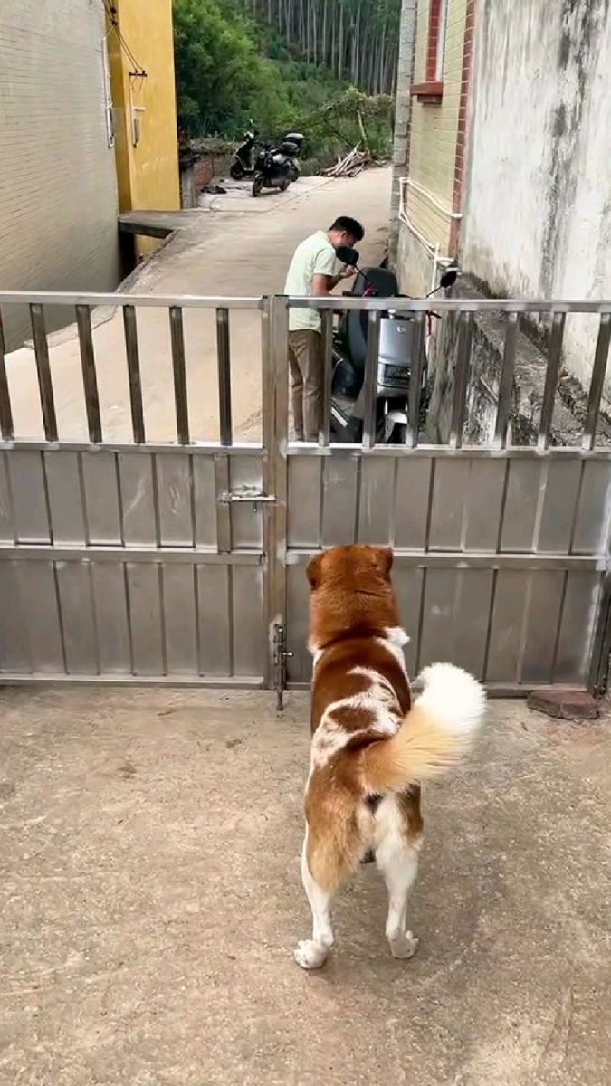 zmy3ot's tweet photo. Nothing beats coming home to a wagging tail waiting for you. https://t.co/Cm7mTDjCwZ