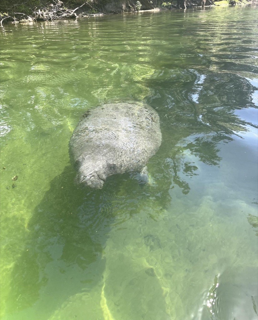 FlyDAB's tweet photo. 💙  Meet your future travel buddy. Manatee season at Blue Spring State Park runs Nov–March. Fly in first to see them up close: https://t.co/maqrjaNAkZ

📸: bluespringstatepark_

#FlyDAB #BlueSpringStatePark @WestVolusiaFLA https://t.co/6YlP83FEEU
