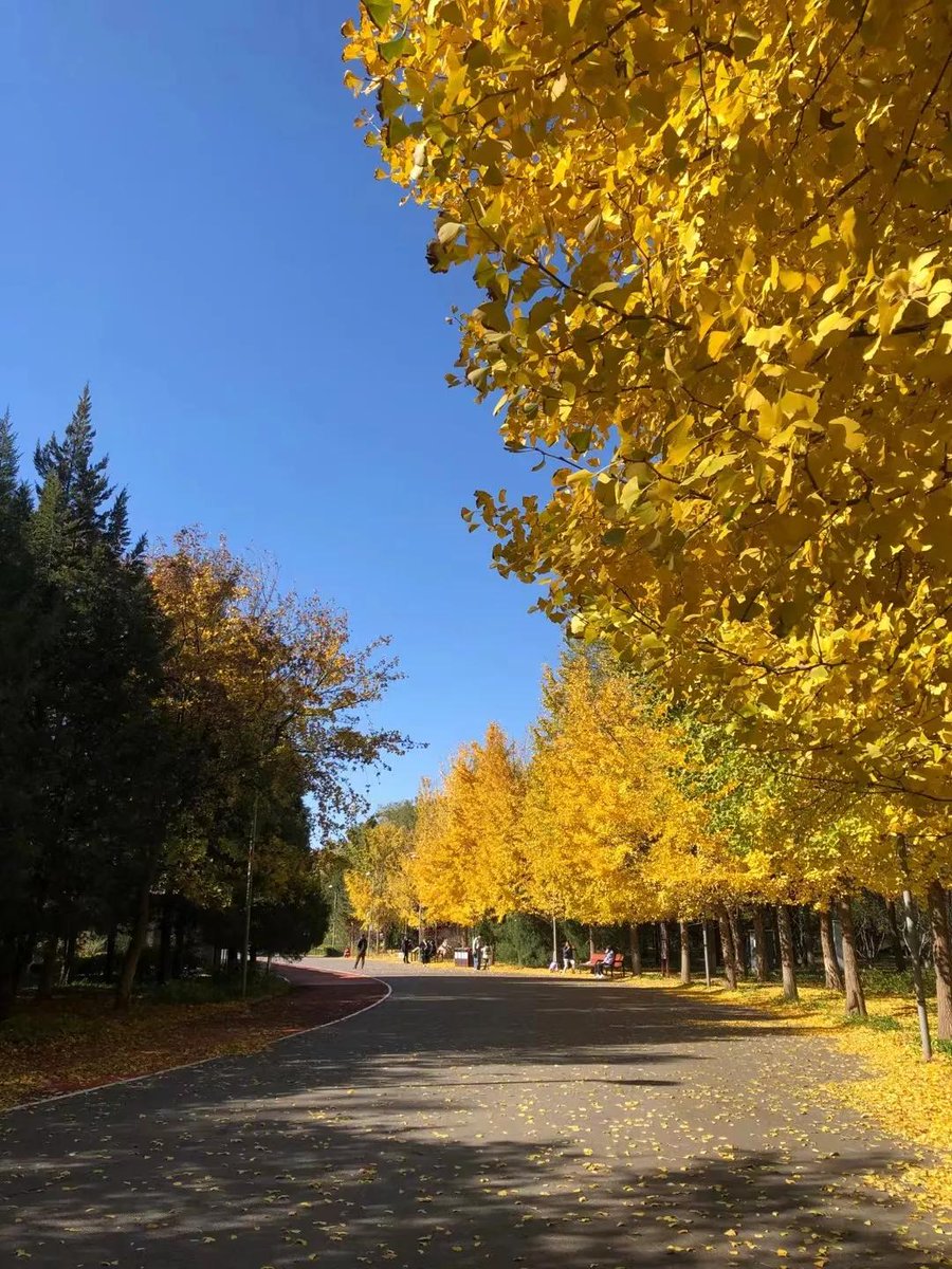 sweee644433's tweet photo. Chilly autumn breeze + golden leaves = perfect weekend walk! https://t.co/cQet7l1kUI