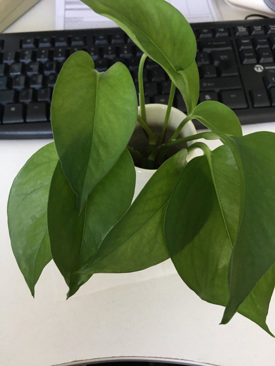 voicm530413's tweet photo. My office plant finally flowered after 8 months of overwatering—turns out it’s not a death trap, it’s just a drama queen that needed extra attention. https://t.co/BxDKVLReCV
