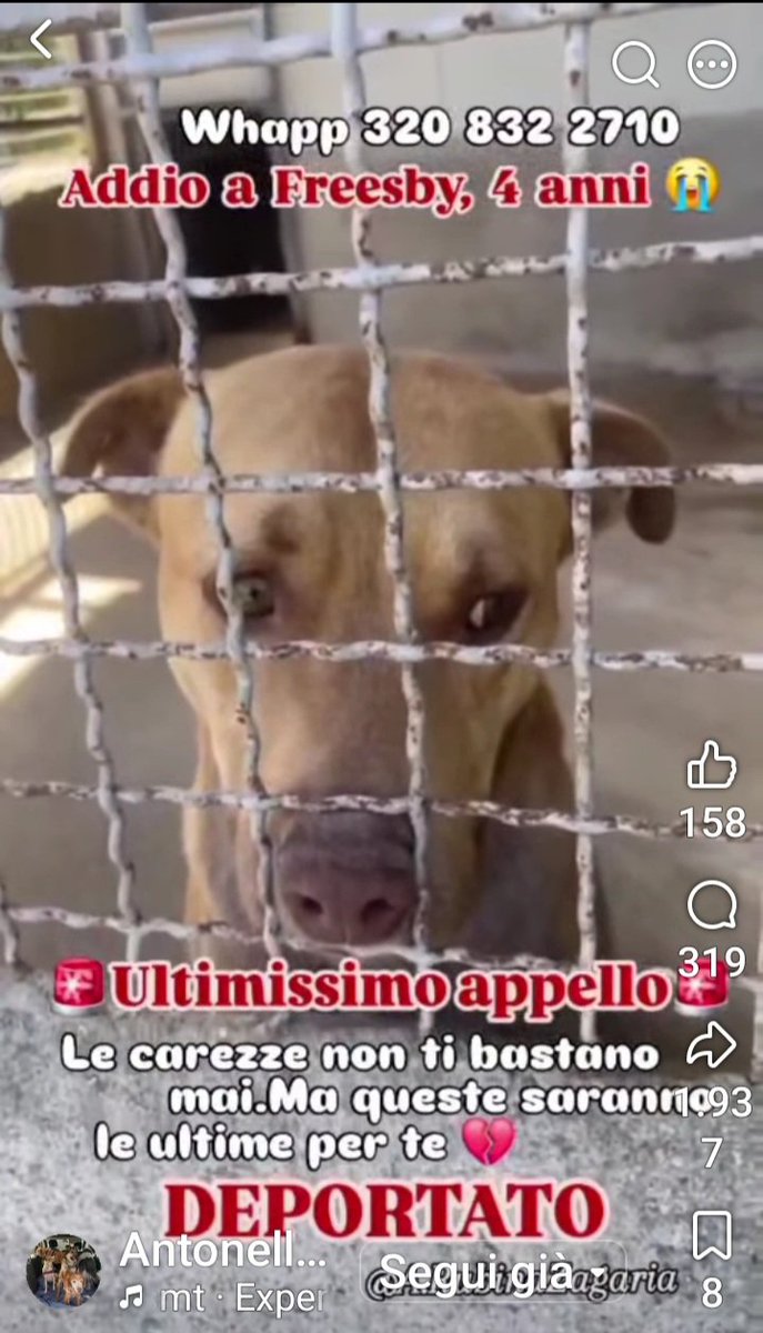 Gioia46507476's tweet photo. Adottate/condividete Freesby, un cane buonissimo e coccolone.  25 kg, 4 anni. La sua adozione è purtroppo saltata. Si trova in Calabria e rischia la deportazione in un megacanile di 2500/3000 cani‼️Verrà affidato microchippato, vaccinato,castrato. Grazie infinite. 🙏❤️🙏❤️🙏❤️ https://t.co/rHvLBJ5HAF