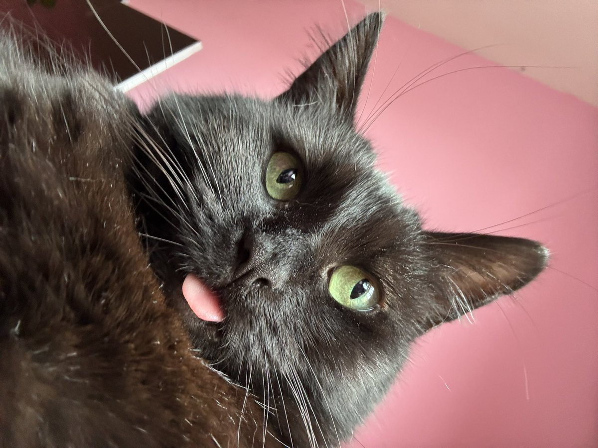 Cailleachthecat's tweet photo. u up? https://t.co/BFL9sgiOEM