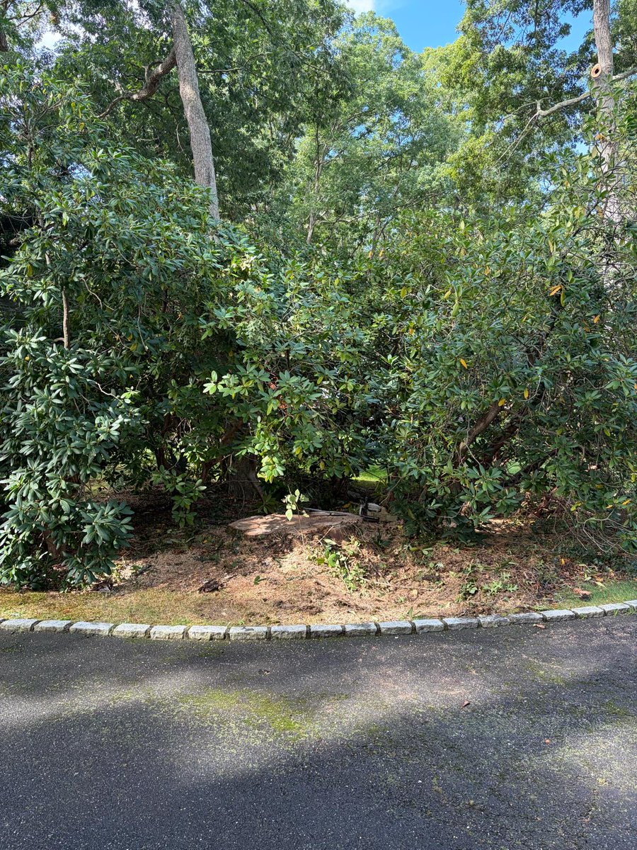 GeorgesTre52712's tweet photo. 🌳🔥 Transform Your Outdoor Space With Expert Tree Services!
📍 Lake Huntington, NY | New Suffolk, NY | East Nassau, NY
📞 631-457-0622 Principal
📞 631-923-1456 Office
📧 Georgestreeservice75@yahoo.com
🕒 Monday - Saturday | 8:00 AM - 7:00 PM
#TreeCareExperts #LandscapeServices https://t.co/mhnFwQHo7i