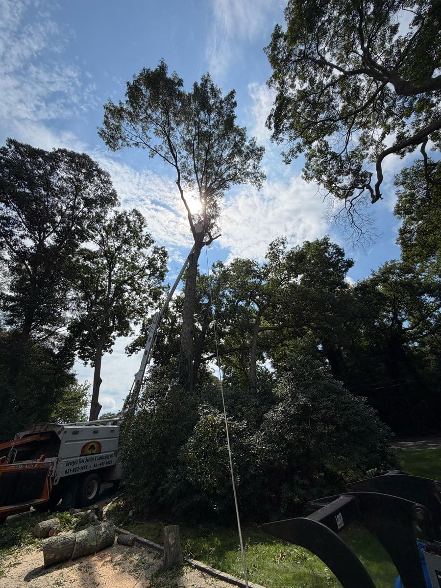 GeorgesTre52712's tweet photo. 🌳🔥 Transform Your Outdoor Space With Expert Tree Services!
📍 Lake Huntington, NY | New Suffolk, NY | East Nassau, NY
📞 631-457-0622 Principal
📞 631-923-1456 Office
📧 Georgestreeservice75@yahoo.com
🕒 Monday - Saturday | 8:00 AM - 7:00 PM
#TreeCareExperts #LandscapeServices https://t.co/mhnFwQHo7i