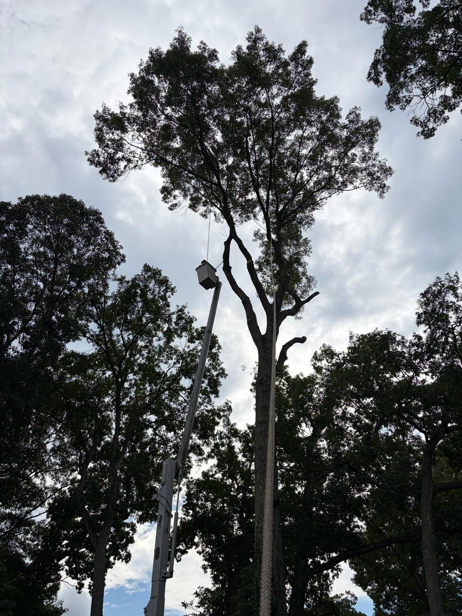 GeorgesTre52712's tweet photo. 🌳🔥 Transform Your Outdoor Space With Expert Tree Services!
📍 Lake Huntington, NY | New Suffolk, NY | East Nassau, NY
📞 631-457-0622 Principal
📞 631-923-1456 Office
📧 Georgestreeservice75@yahoo.com
🕒 Monday - Saturday | 8:00 AM - 7:00 PM
#TreeCareExperts #LandscapeServices https://t.co/mhnFwQHo7i