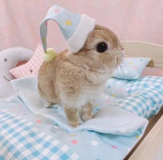 injectyou's tweet photo. Me when i say i'm going to bed https://t.co/HMHley1Zom