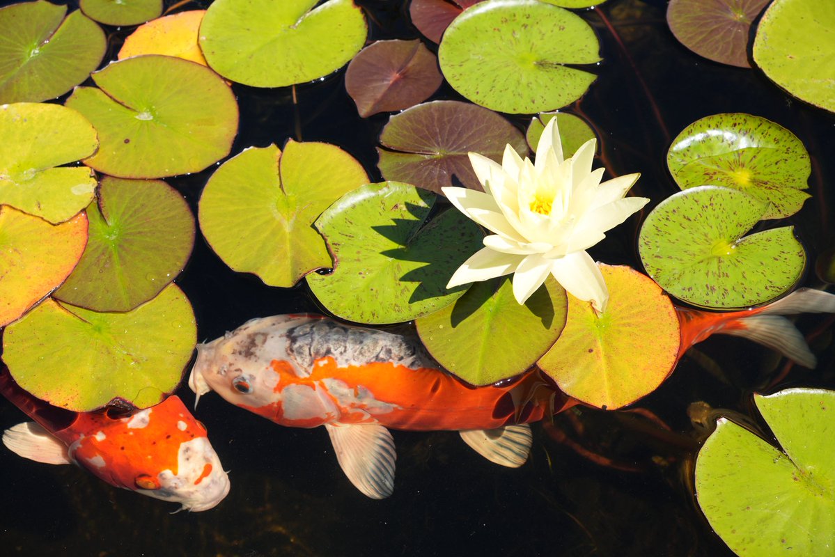 ri4ds's tweet photo. beautiful koi fish &amp; lotus, captured with new camera https://t.co/7B8MPu075N