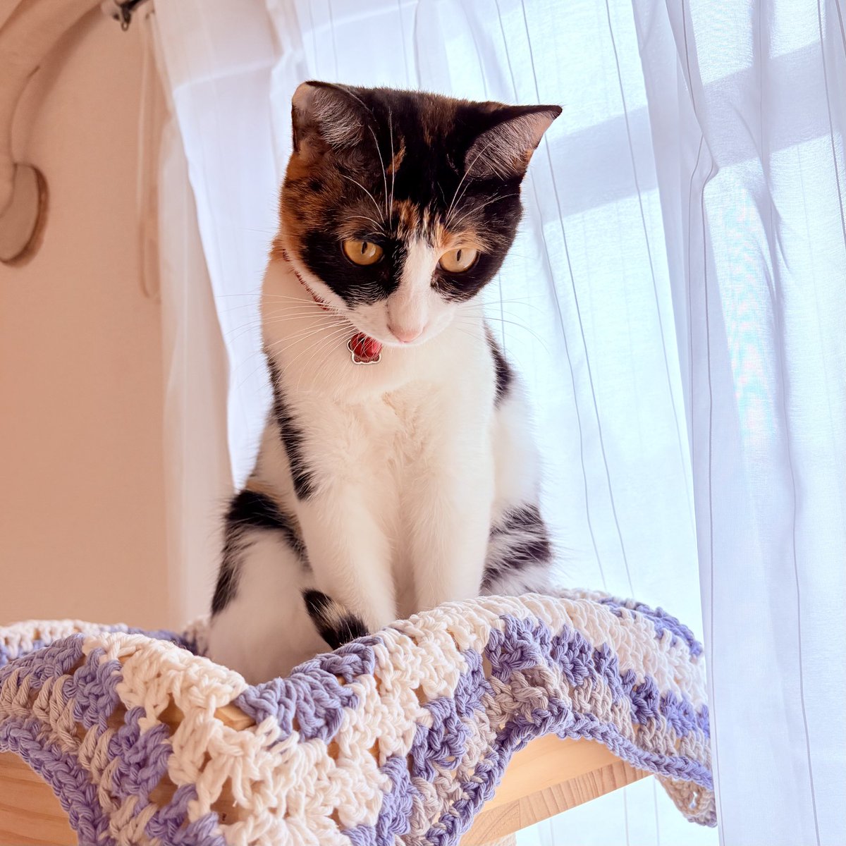 nekodepp's tweet photo. 何かを見つめるねこ
#三毛猫 https://t.co/bJPtPBrZcb