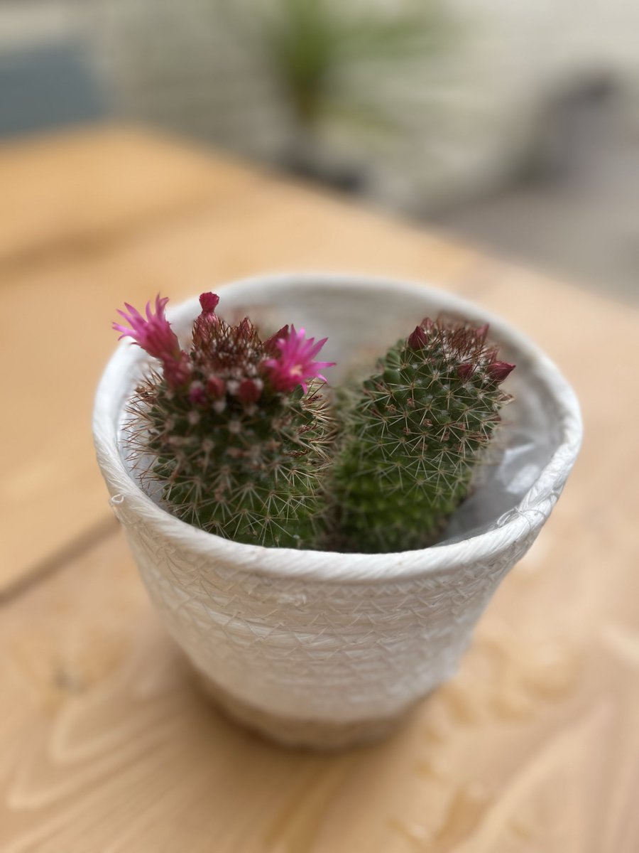 mvillegas751's tweet photo. @VS7msFbctBNdksq My cactus flowers 🌺🌵 https://t.co/AQOujdWiRk
