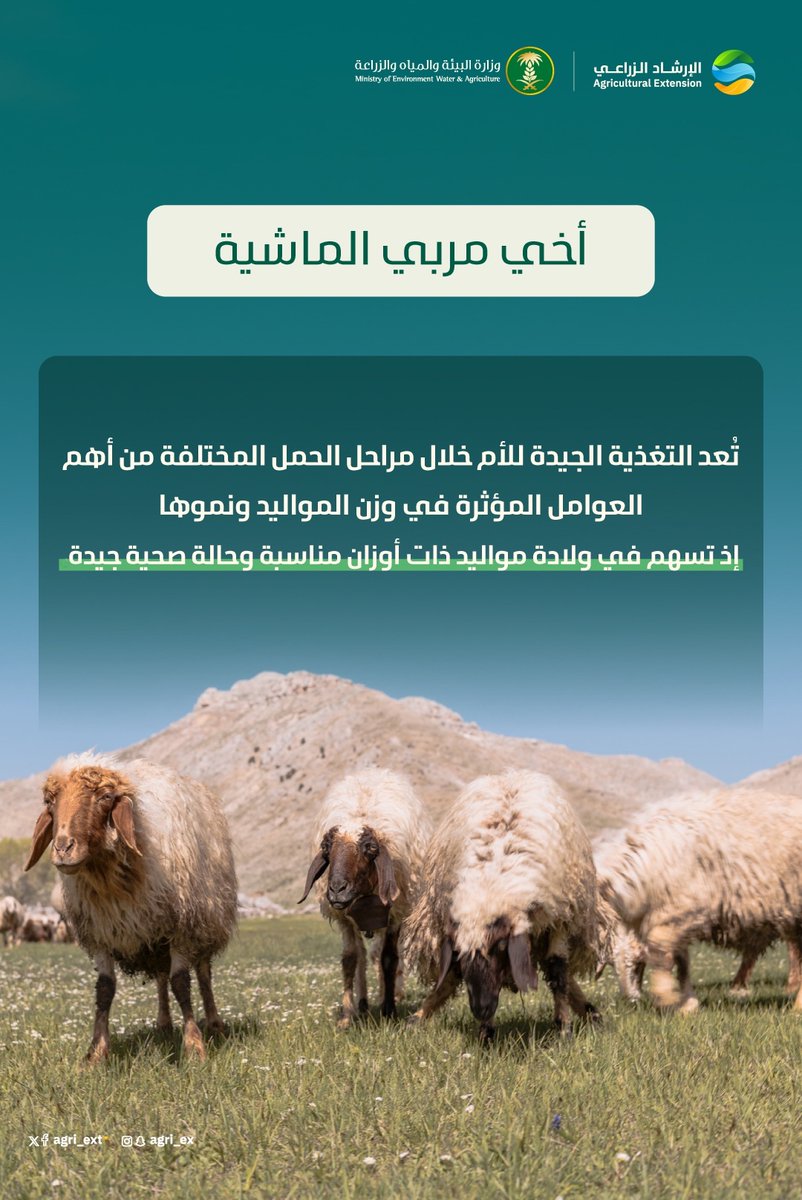 agri_ext's tweet photo. أخي مربي #الماشية … 
يوصى بالتغذية الجيدة للأمهات خلال مراحل الحمل المختلفة للمساعدة على ولادة مواليد ذات أوزان مناسبة وبحالة صحية جيدة https://t.co/dUtfneEQy4