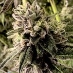 Photo by Grow Sciences (@growsciences)