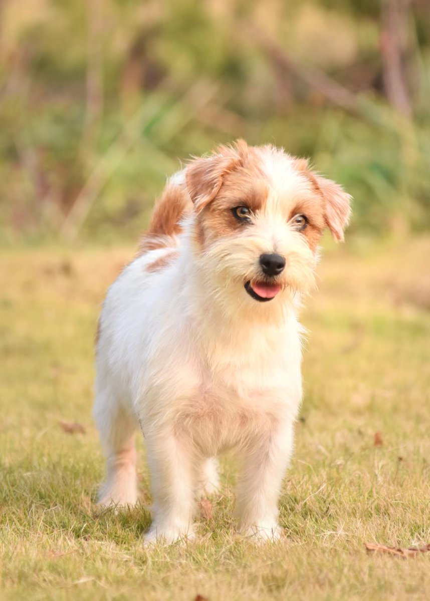 flopq931136's tweet photo. Look how much our little rescue pup has grown from that tiny 8-week-old bundle of floof last year—now he’s chasing squirrels like a pro! https://t.co/BFapjrKIfg