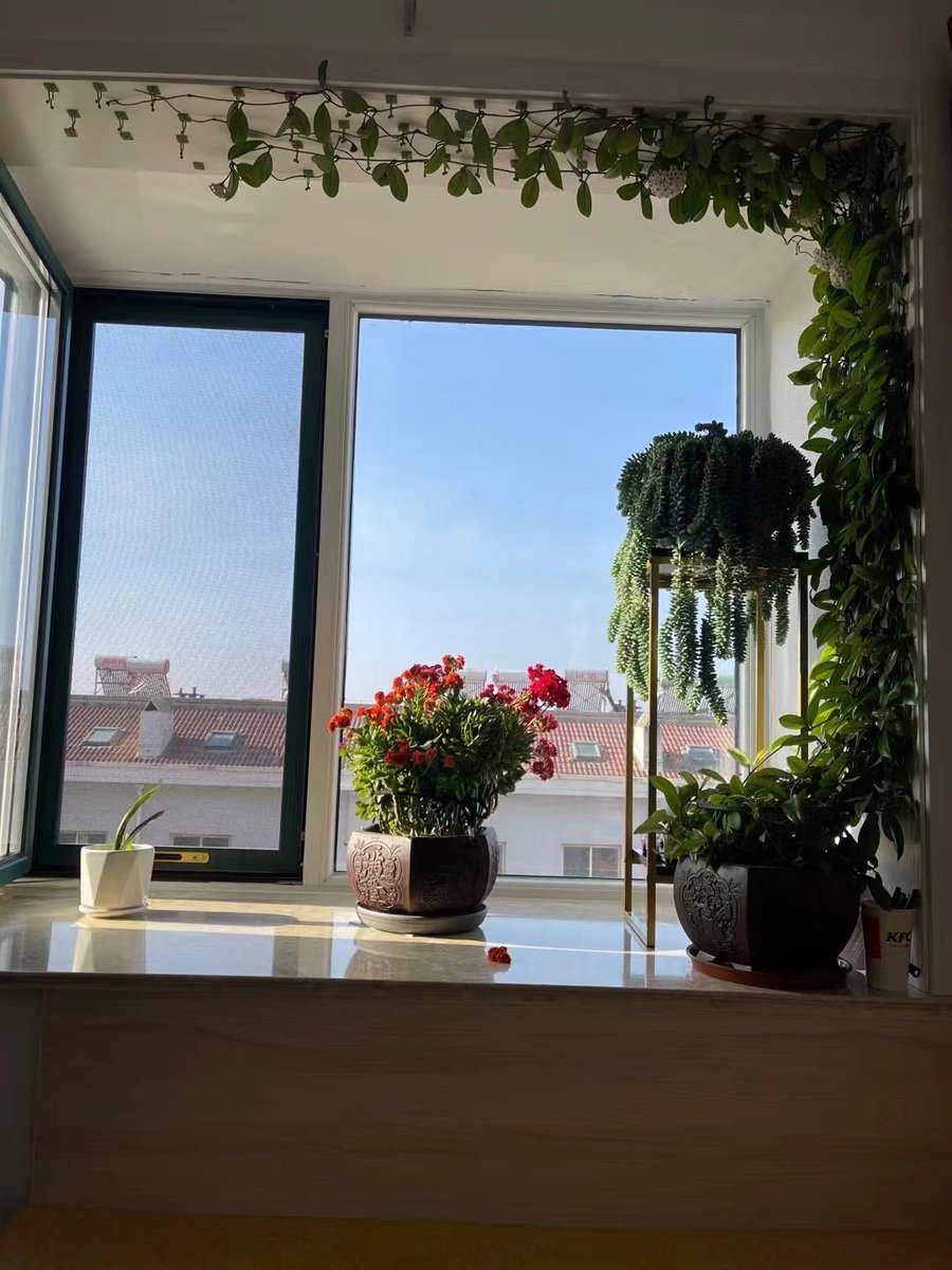 amire322477's tweet photo. Keep your pothos thriving! Water when the top 2 inches of soil feel dry, place it in bright indirect light, and wipe leaves every 2 weeks to dust for healthy growth. https://t.co/CO2XTcRNtb