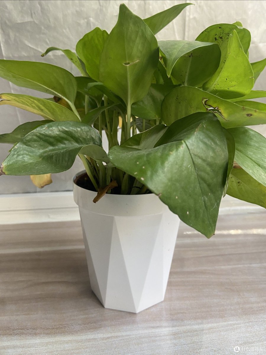 faitz803888's tweet photo. Pro tip for your pothos: Wipe its leaves with a damp cloth every 2 weeks! It keeps dust off, helps with photosynthesis, and makes your plant glow brighter. https://t.co/nrnDqNcBSe