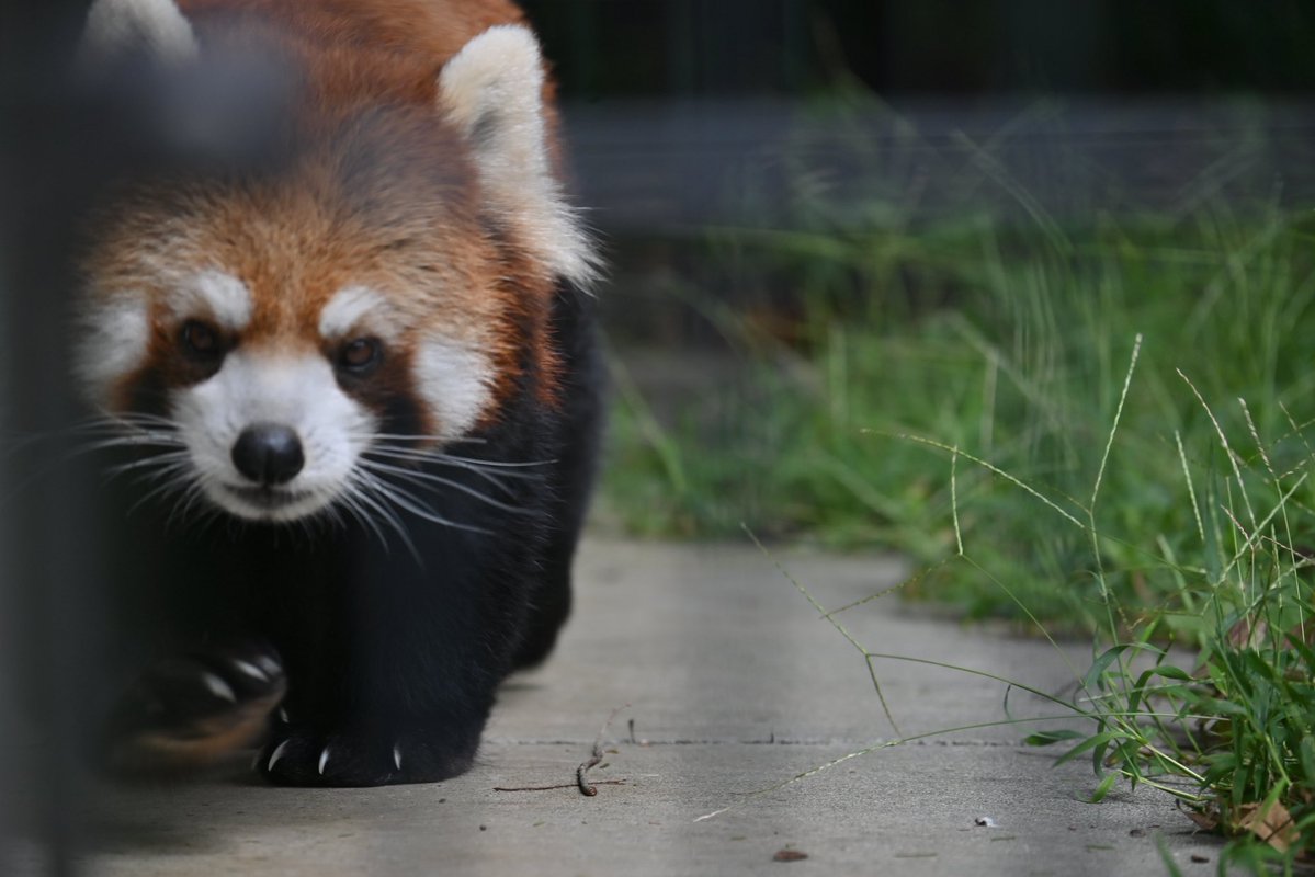 Taku2w's tweet photo. 横も正面もイケメン...
うむ。羨ましい事この上ない。

#日本平動物園
#レッサーパンダ
#和 https://t.co/BYLiGBLVcm