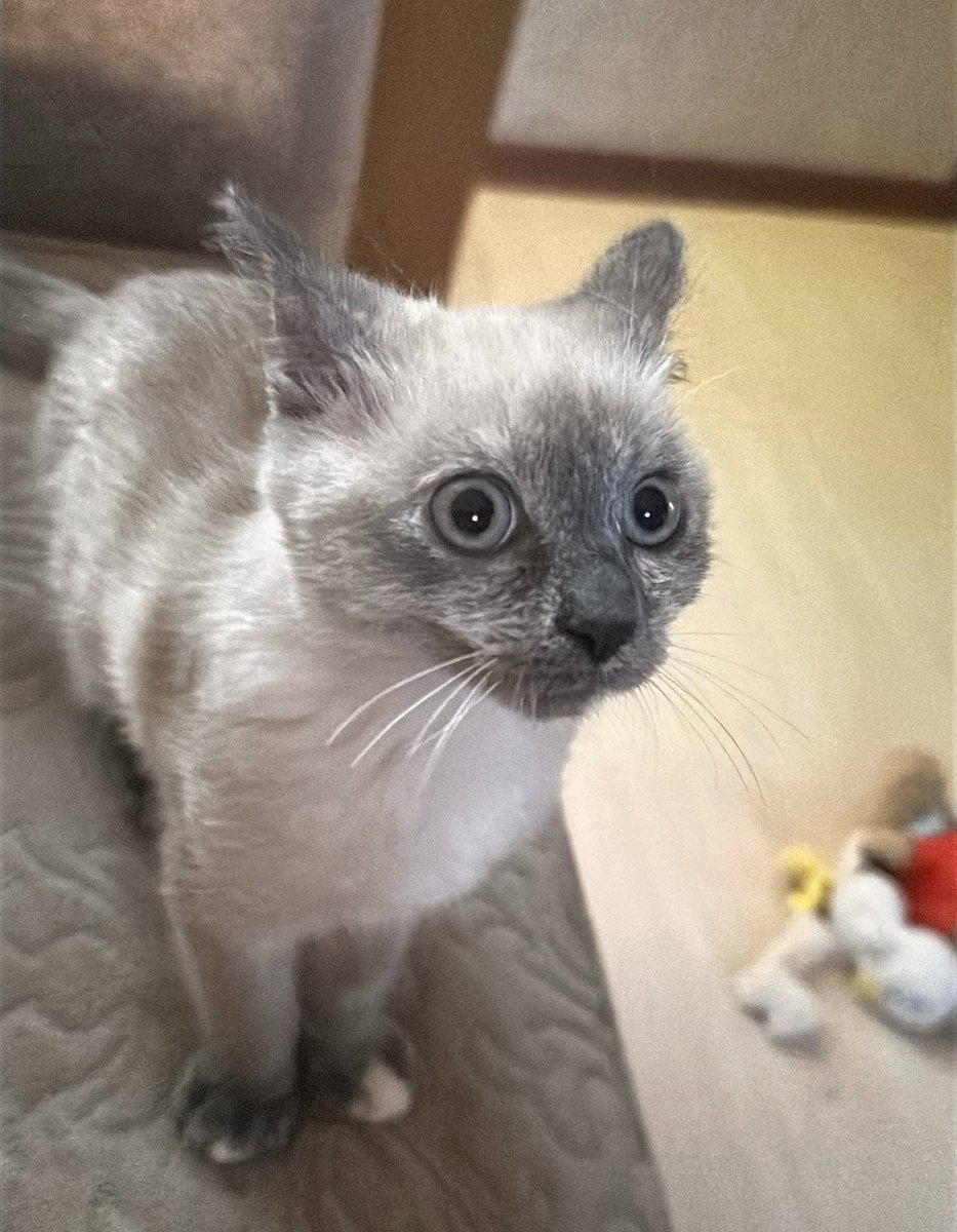 amoursideral's tweet photo. Нападет через 1, 2, 3 . . . https://t.co/g8LWP4iF8v