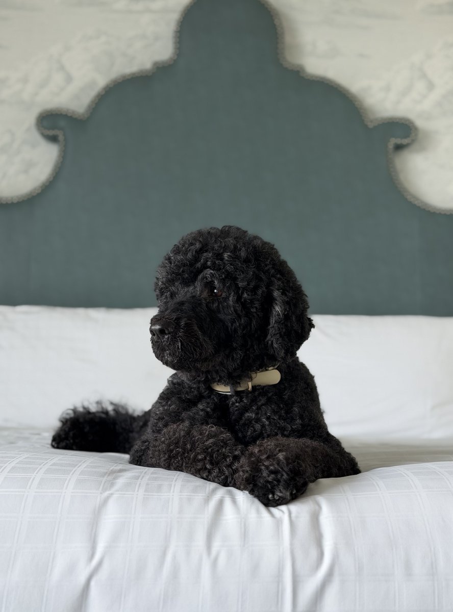 PopBase's tweet photo. The Obama family's dog Sunny has passed away at 13. https://t.co/puNVECGK3n