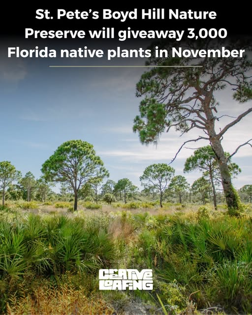 Bettyioopl's tweet photo. Hosted by the Pinellas Chapter of the Florida Native Plant Society, the annual Backyard Plant Giveaway returns to the Boyd Hill Nature Preserve in November https://t.co/Bl4RB6NIwE