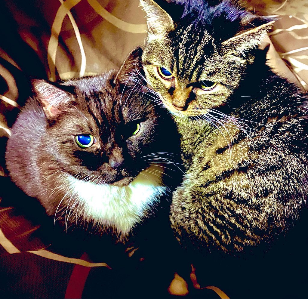ssssyyyyio's tweet photo. 固定ポスト用

猫大好き🐈‍⬛ https://t.co/RIMx42xDnY