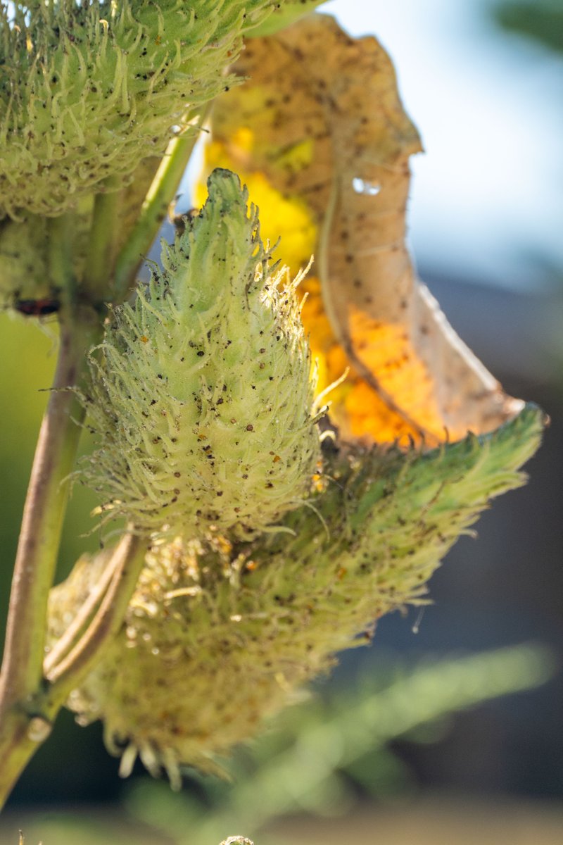 OhioDivWildlife's tweet photo. Don’t mow down milkweed plants once they have flowered! ❌
🦋 The fruit pods of milkweeds are attractive, and release their wind-borne seeds well after the plants have bloomed. American goldfinches make use of the silky hairs (comas) attached to milkweed seeds for their nests. https://t.co/vFpQozWbzo