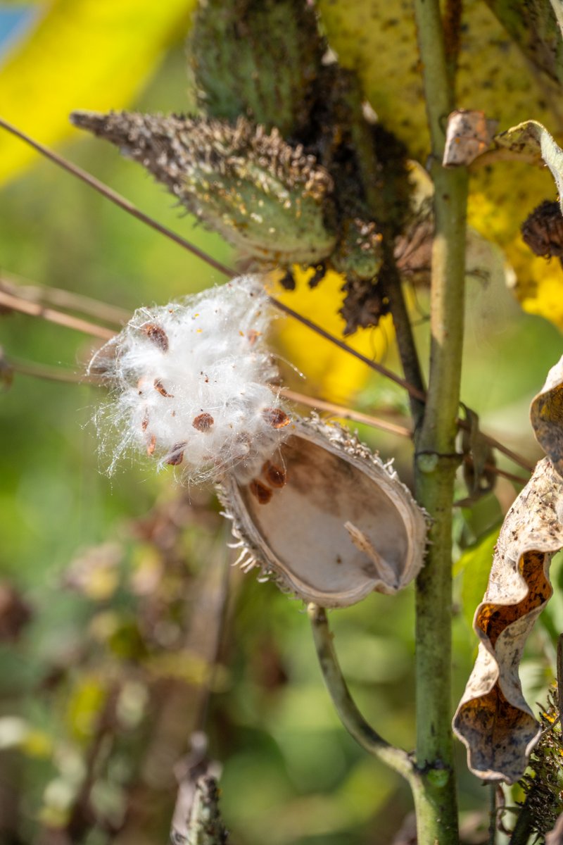 OhioDivWildlife's tweet photo. Don’t mow down milkweed plants once they have flowered! ❌
🦋 The fruit pods of milkweeds are attractive, and release their wind-borne seeds well after the plants have bloomed. American goldfinches make use of the silky hairs (comas) attached to milkweed seeds for their nests. https://t.co/vFpQozWbzo
