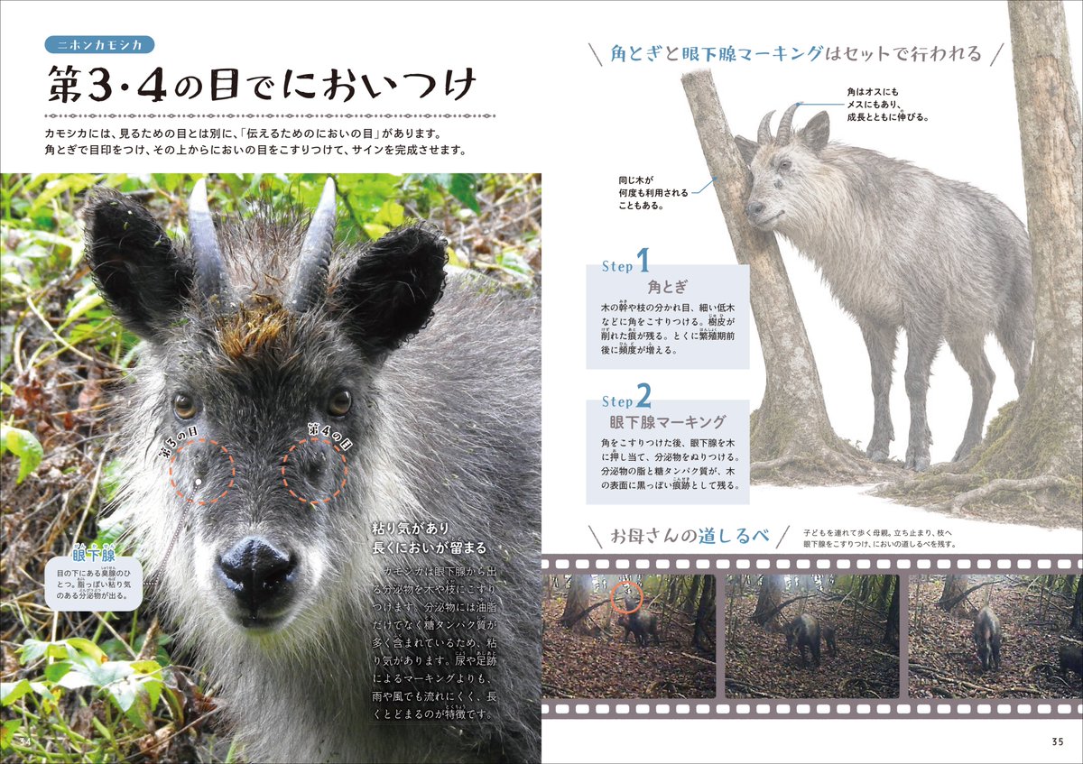 sogensha's tweet photo. 🌲9月の新刊🌲
今泉忠明監修／松井雄功イラスト
『森の落としもの図鑑 4　動物のサイン』
監修は、長年フィールドワークを続けてきた動物学者・今泉忠明先生。実際の森で撮影した写真や調査記録とともに、動物のサインを見つけ、読み解くための科学的な見方を紹介します🦊G
https://t.co/W9qVVHUuxq https://t.co/1hfUnuJIHD