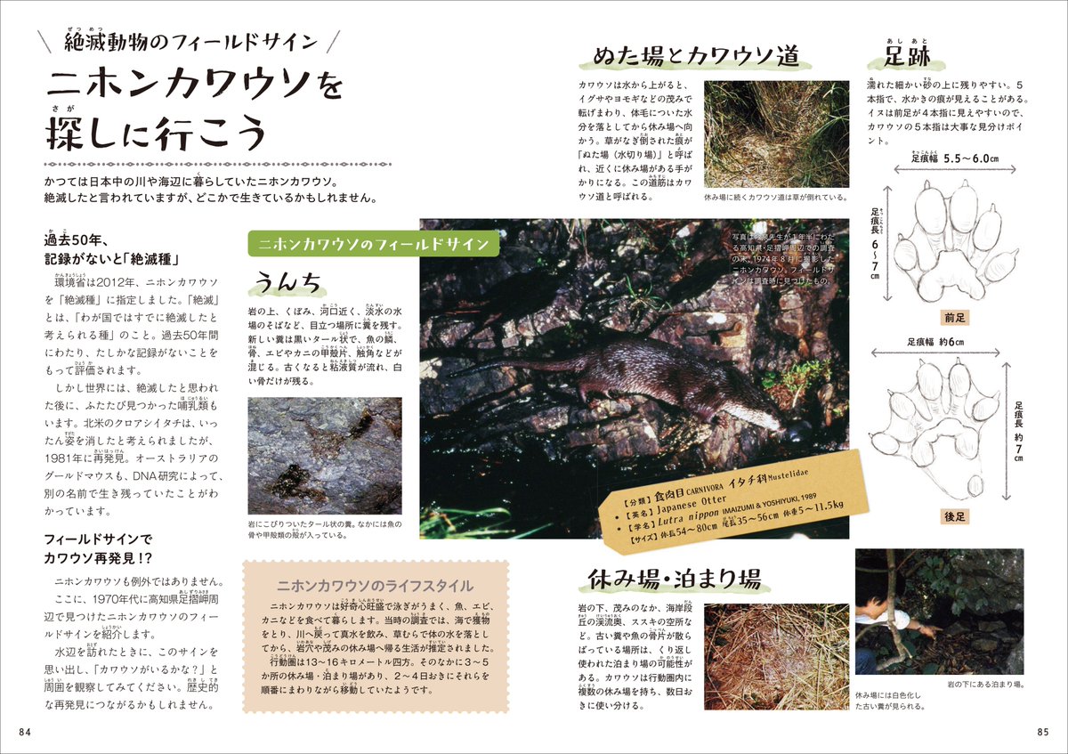 sogensha's tweet photo. 🌲9月の新刊🌲
今泉忠明監修／松井雄功イラスト
『森の落としもの図鑑 4　動物のサイン』
監修は、長年フィールドワークを続けてきた動物学者・今泉忠明先生。実際の森で撮影した写真や調査記録とともに、動物のサインを見つけ、読み解くための科学的な見方を紹介します🦊G
https://t.co/W9qVVHUuxq https://t.co/1hfUnuJIHD