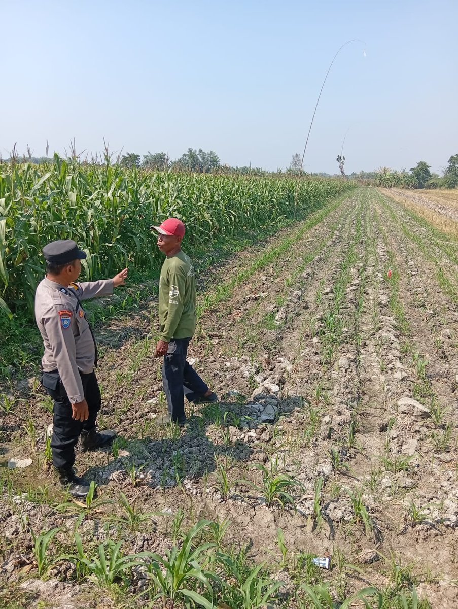 PolsekWonslam's tweet photo. Menindaklanjuti petunjuk dan arahan Karo SDM Polda Jatim Kombes Pol Heru Budi Prasetyo, S.I.K., selaku ketua Satgas ketahanan pangan Polda Jatim, Kapolres Jombang  Polda Jatim AKBP Ardi Kurniawan, S.H., S.I.K., CPHR. memerintahkan Kapolsek Kudu melaksanakan pemantauan tanaman https://t.co/hX75HpZnlU