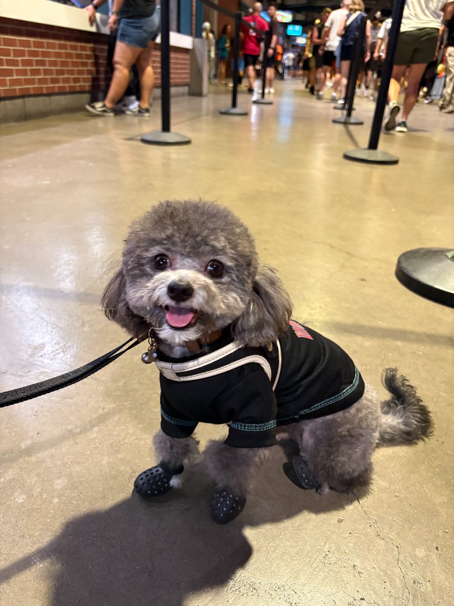 KinlaghsKorner's tweet photo. Checked out Bark at the Park at Chase Field with @sannesreports yesterday! Here's a sneak peek of one of the dogs, Bailey! Watch out for the coverage later this week on @sportscronkite ! 🐕 ⚾️ https://t.co/Oiei7hONr6