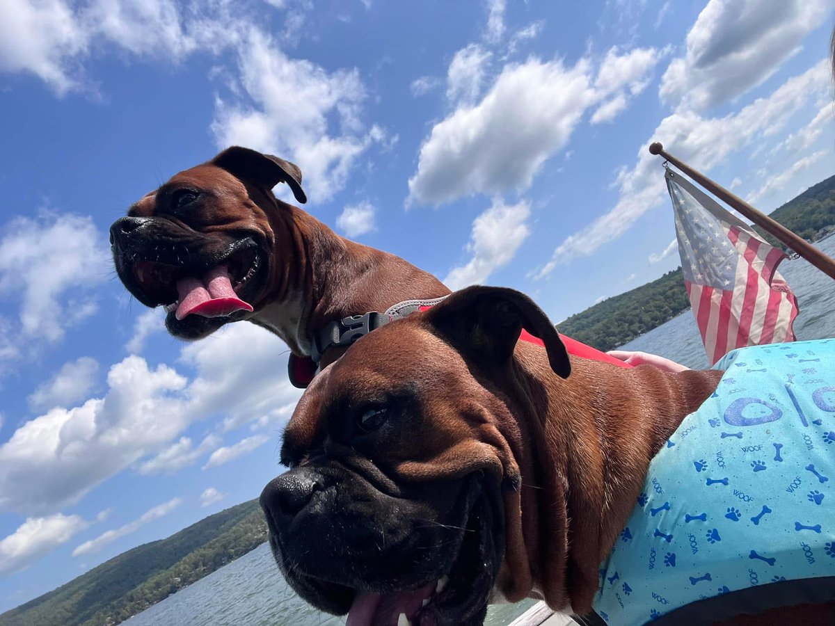 inntothenight's tweet photo. Another won’t look Wednesday!
#boxerpuppy #boxerdogs #boxerlife
#boxerlovers #boxersrock #boxersoftwitter #boxerdogsoftwitter #dogsoftwitter #dogsofx https://t.co/OXbDavOgM7