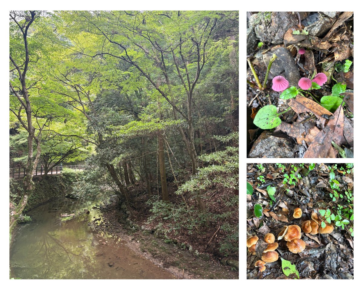 justonestep2025's tweet photo. Look closely… autumn is already here. 🍄🍂
#SeeItDifferently #AutumnVibes #SignsOfAutumn https://t.co/g4nAcf8gzL