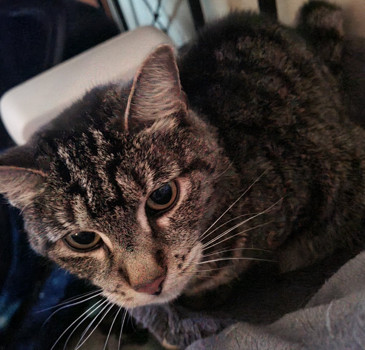FoggysForrest's tweet photo. can anyone help a disabled student living in abject poverty get cat food for my daughter Mia

i added her wet and dry food to my throne here; https://t.co/Ph9OXPU9Ud 

i need the wet food more than the dry right now but both would help take the stress off me rn https://t.co/lvsPhmGYQX