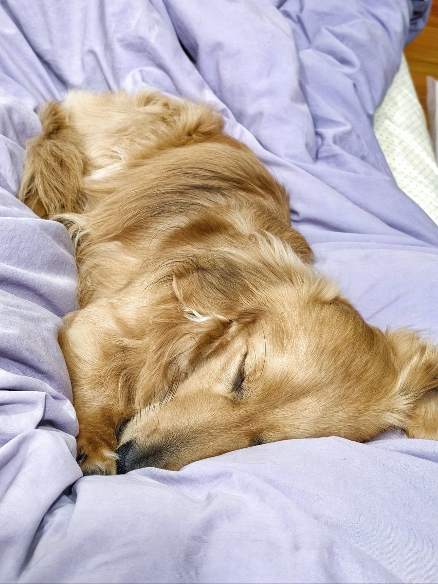 TraciBillewev's tweet photo. My senior dog’s quiet morning nudge = my favorite alarm. No need for loud bells when you have a furry, warm best friend waiting by the bed.  #PetLove #SeniorPetJoy， https://t.co/YRtC0W8L1S