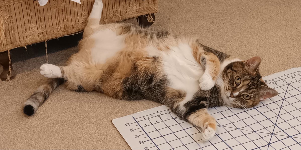 RosieDicken's tweet photo. @PickliciousF my baby girl Madam Ruby would like to be considered 💜💜💜
#ShowMeYourAutumnFloof https://t.co/LusjLsF38O