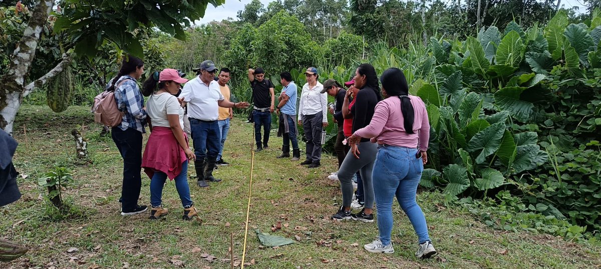 INIAPECUADOR's tweet photo. #Orellana | Fortalecemos el aprendizaje práctico en cacao. 🍫

Gracias a KOLFACI, capacitamos a 25 estudiantes y docentes de la @PUCE_Ecuador sede Amazonía, en producción sostenible, manejo fitosanitario y tecnologías para mejorar la productividad, calidad y genética del cultivo. https://t.co/gmaOOAHxNG