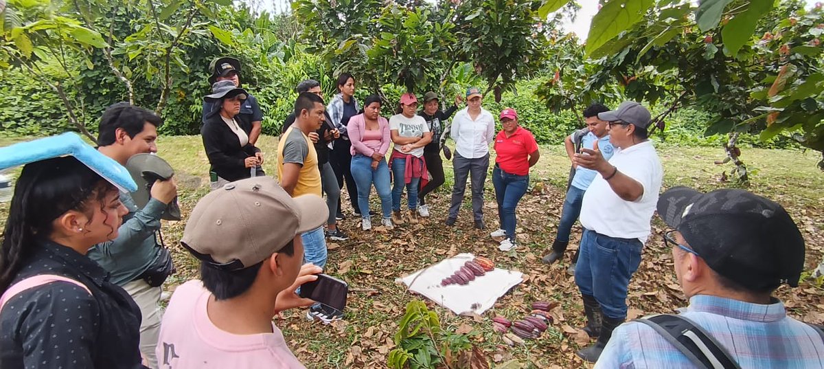 INIAPECUADOR's tweet photo. #Orellana | Fortalecemos el aprendizaje práctico en cacao. 🍫

Gracias a KOLFACI, capacitamos a 25 estudiantes y docentes de la @PUCE_Ecuador sede Amazonía, en producción sostenible, manejo fitosanitario y tecnologías para mejorar la productividad, calidad y genética del cultivo. https://t.co/gmaOOAHxNG