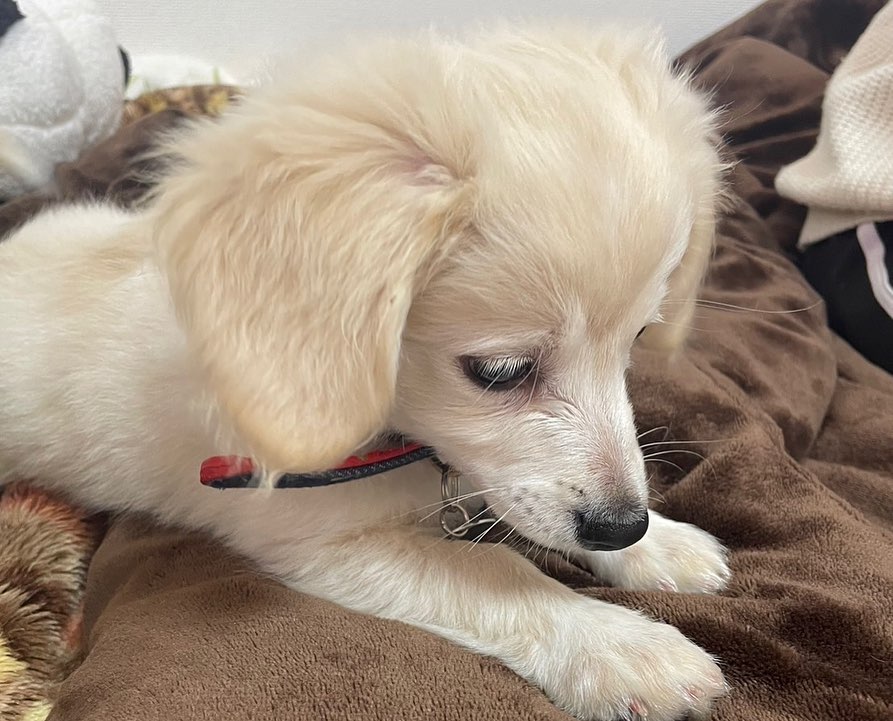 DoretheaParff's tweet photo. This is Eto, a Chiweenie! 🎂 Born Nov. 24, 2023 ♂
🏠 Arrived Mar. 7, 2024
It’s been just over a week since he came home‼️
He’s finally starting to settle in 😊
He’s already chewed up his collar and ID tag, haha. He’s still in his nippy puppy https://t.co/QX8gXQyJv2