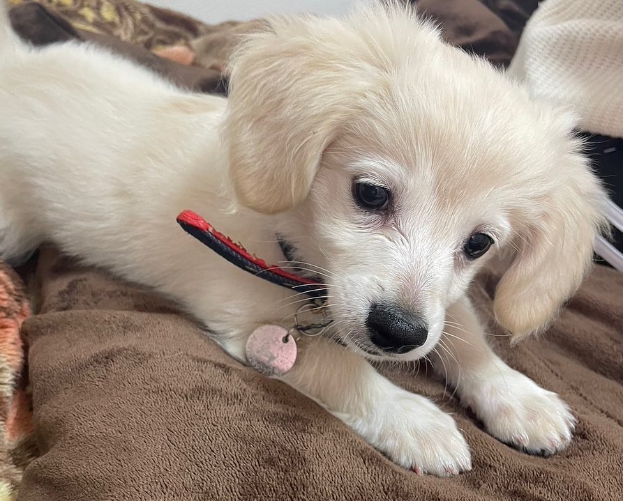 DoretheaParff's tweet photo. This is Eto, a Chiweenie! 🎂 Born Nov. 24, 2023 ♂
🏠 Arrived Mar. 7, 2024
It’s been just over a week since he came home‼️
He’s finally starting to settle in 😊
He’s already chewed up his collar and ID tag, haha. He’s still in his nippy puppy https://t.co/QX8gXQyJv2