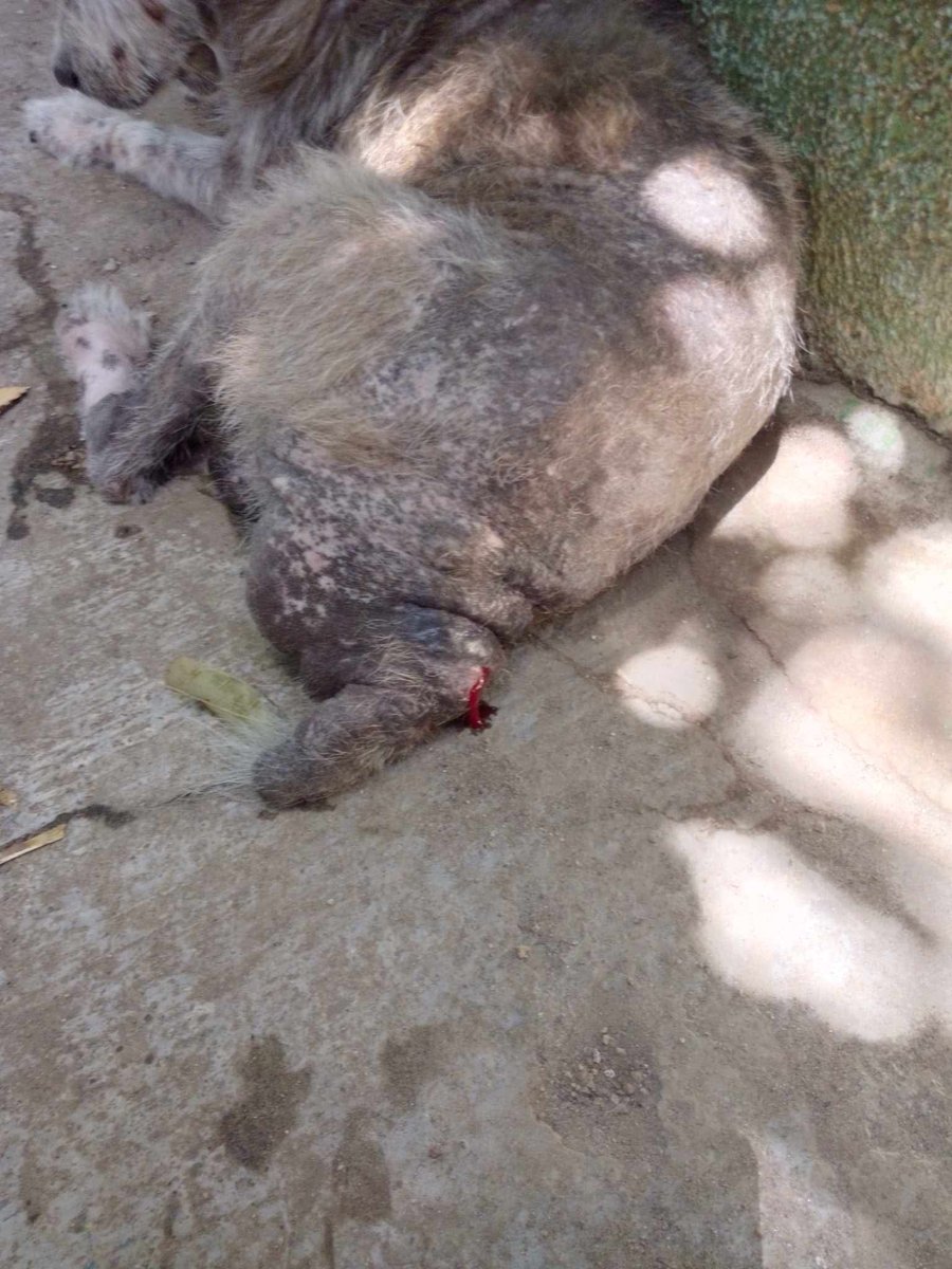 lyssitta's tweet photo. Servicio social ✅️ 
#reportan ⚠️
#emergenciacanina 🆘️🆘️🆘️
#urgente ‼️‼️
Nos piden publicar 👇 

"Quería informar si alguien puede ayudar a este peludito tiene una gran picazón y una herida atrás necesita ayuda urgente
Esta en la Colonia San Leonardo pasaje B a la par de casa comunal Apopa" 

📌https://t.co/wVl8Hv2SWi

La persona que reporta no es de la zona,  andaba trabajando por ese lugar y lo vio