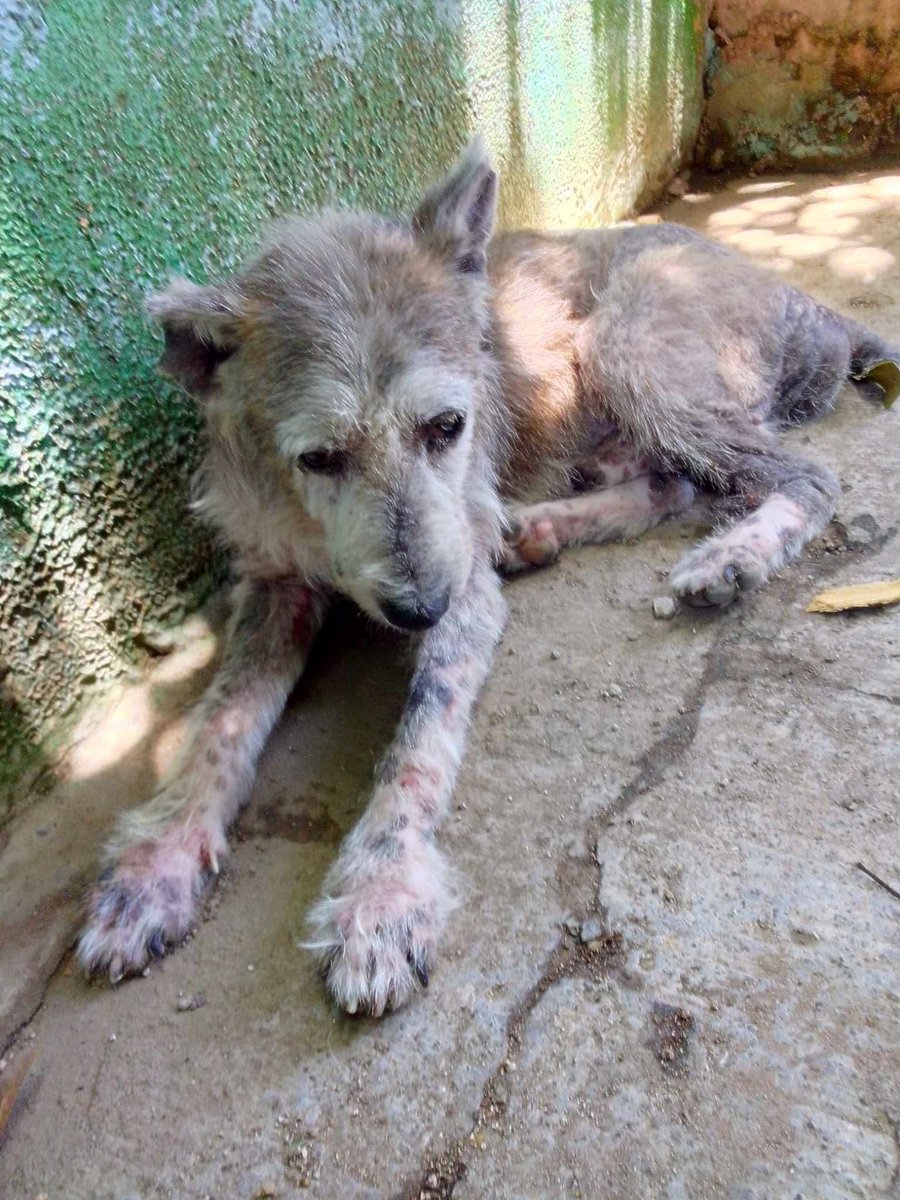 lyssitta's tweet photo. Servicio social ✅️ 
#reportan ⚠️
#emergenciacanina 🆘️🆘️🆘️
#urgente ‼️‼️
Nos piden publicar 👇 

"Quería informar si alguien puede ayudar a este peludito tiene una gran picazón y una herida atrás necesita ayuda urgente
Esta en la Colonia San Leonardo pasaje B a la par de casa comunal Apopa" 

📌https://t.co/wVl8Hv2SWi

La persona que reporta no es de la zona,  andaba trabajando por ese lugar y lo vio