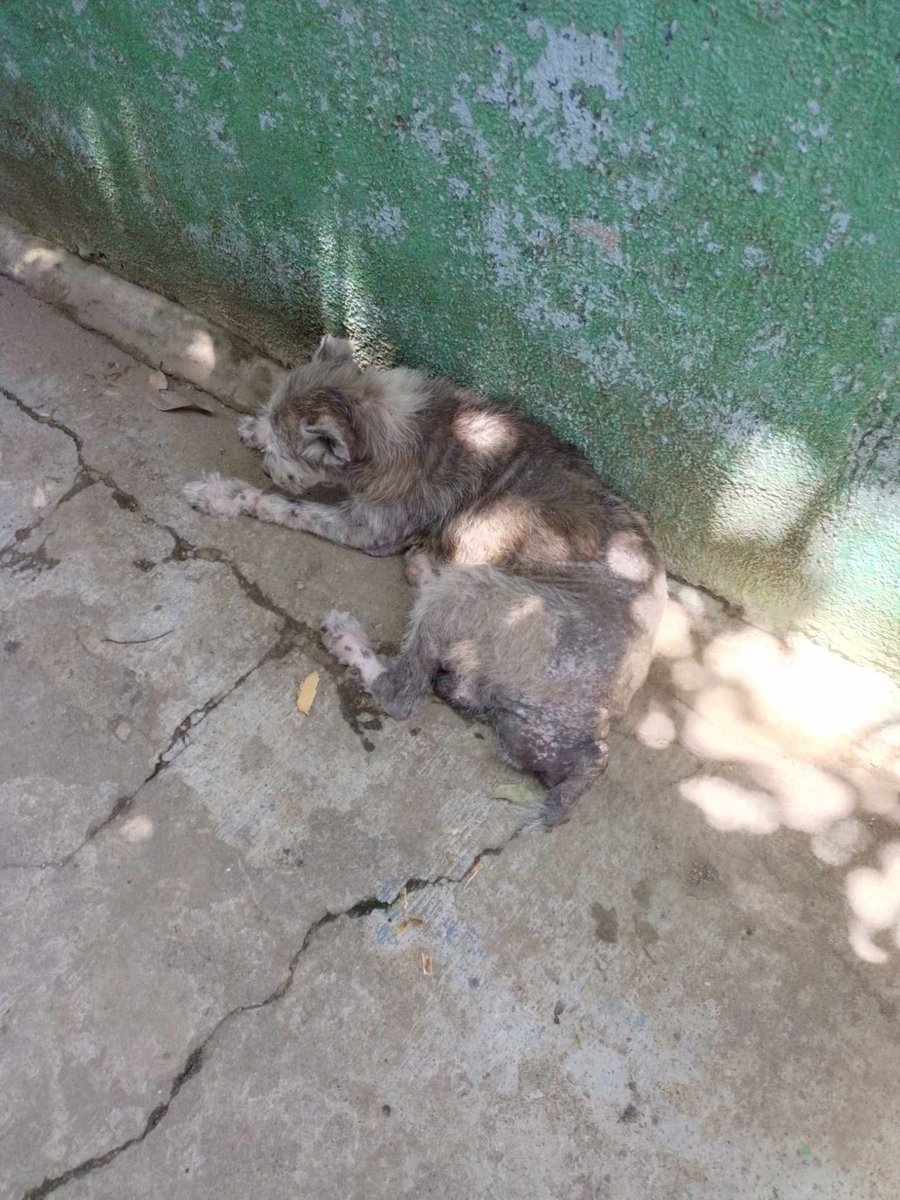 lyssitta's tweet photo. Servicio social ✅️ 
#reportan ⚠️
#emergenciacanina 🆘️🆘️🆘️
#urgente ‼️‼️
Nos piden publicar 👇 

"Quería informar si alguien puede ayudar a este peludito tiene una gran picazón y una herida atrás necesita ayuda urgente
Esta en la Colonia San Leonardo pasaje B a la par de casa comunal Apopa" 

📌https://t.co/wVl8Hv2SWi

La persona que reporta no es de la zona,  andaba trabajando por ese lugar y lo vio