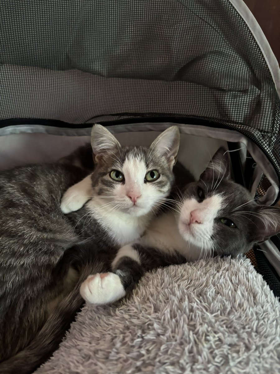sonzapetsch's tweet photo. primeira foto deles/ a foto mais recente deles 🥹 meu casal de gêmeos 🩶 (escutem a intuição de vocês e parem na estrada quando verem algo parecido com ratos mesmo se você for míope, podem ser gatinhos https://t.co/3Sm0aWcKyH