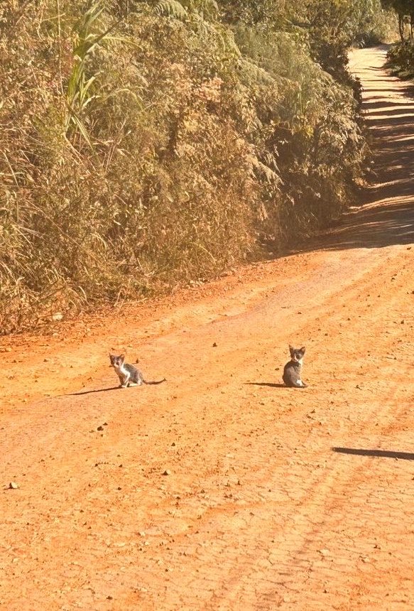 sonzapetsch's tweet photo. primeira foto deles/ a foto mais recente deles 🥹 meu casal de gêmeos 🩶 (escutem a intuição de vocês e parem na estrada quando verem algo parecido com ratos mesmo se você for míope, podem ser gatinhos https://t.co/3Sm0aWcKyH