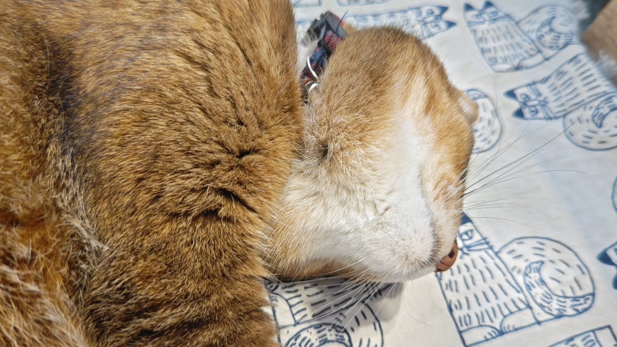 kikitolala1's tweet photo. おはようございます。

#猫のいる暮らし https://t.co/pF201u4ga2