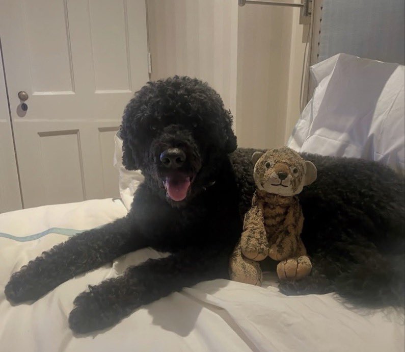 PopTingz's tweet photo. The Obamas’ beloved dog Sunny has died at the age of 14. The family welcomed her in August 2013, during Barack Obama’s second term as president. https://t.co/hZd0r4mMWk