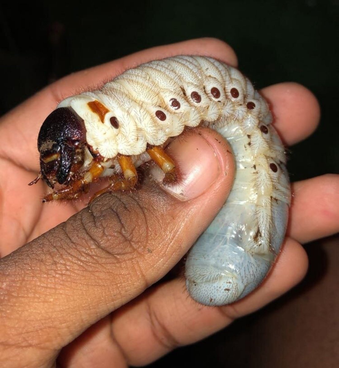 BallisticSnail's tweet photo. Mano os besouros me entregam muito

Quando é pra ser larva eles são a larva mais foda, quando é pra ser pupa eles são a pupa mais foda, quando é pra ser imago eles são o imago mais foda

Eita bicho audacioso https://t.co/FlWfYjrU6U