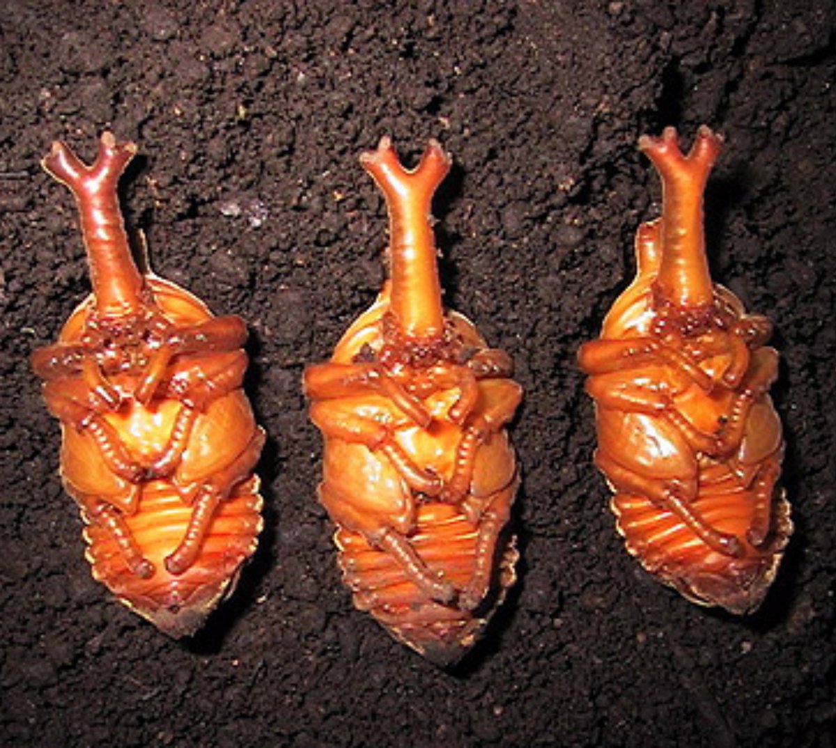 BallisticSnail's tweet photo. Mano os besouros me entregam muito

Quando é pra ser larva eles são a larva mais foda, quando é pra ser pupa eles são a pupa mais foda, quando é pra ser imago eles são o imago mais foda

Eita bicho audacioso https://t.co/FlWfYjrU6U