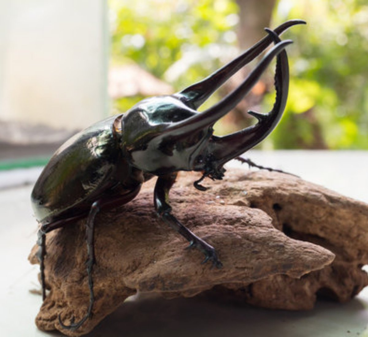 BallisticSnail's tweet photo. Mano os besouros me entregam muito

Quando é pra ser larva eles são a larva mais foda, quando é pra ser pupa eles são a pupa mais foda, quando é pra ser imago eles são o imago mais foda

Eita bicho audacioso https://t.co/FlWfYjrU6U